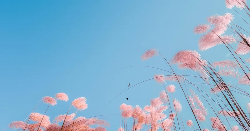 Plantes plein soleil sans entretien : que choisir vraiment ?